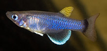 Image of Pantanodon stuhlmanni (Eastcoast lampeye)