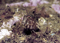 Image of Parablennius tentacularis (Tentacled blenny)