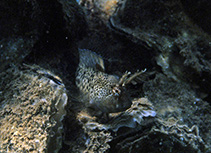 Image of Parablennius tentacularis (Tentacled blenny)