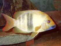 Image of Paretroplus tsimoly 