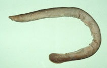 Image of Eptatretus yangi 