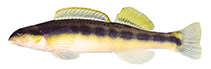 Image of Percina aurantiaca (Tangerine darter)