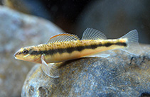 Image of Percina aurantiaca (Tangerine darter)