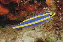 Image of Pentapodus aureofasciatus (Yellowstripe threadfin bream)