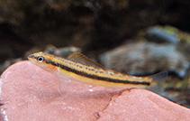 Image of Percina aurantiaca (Tangerine darter)