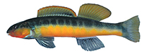 Image of Percina aurantiaca (Tangerine darter)