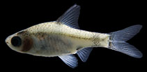 Image of Pethia aurea 