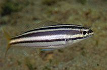 Image of Pentapodus bifasciatus (White-shouldered whiptail)