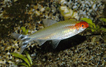 Image of Petitella bleheri (Firehead tetra)