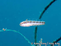 Image of Petroscirtes breviceps (Striped poison-fang blenny mimic)