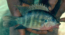 Image of Pelmatochromis buettikoferi 