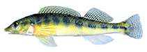 Image of Percina burtoni (Blotchside darter)