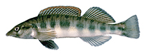 Image of Percina burtoni (Blotchside darter)