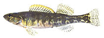 Image of Percina crypta (Halloween Darter)