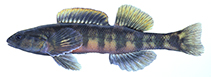 Image of Percina crypta (Halloween Darter)