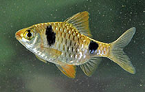 Image of Pethia cumingii (Two spot barb)