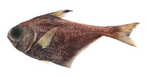 Image of Pempheris darvelli (Jissah sweeper)