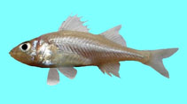 Image of Percarina demidoffii (Percarina)