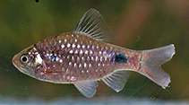 Image of Pethia dikhuensis 