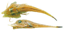 Image of Peristedion ecuadorense 