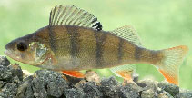 Image of Perca fluviatilis (European perch)