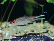 Image of Petitella georgiae (False rummynose tetra)