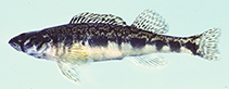 Image of Percina gymnocephala (Appalachia darter)