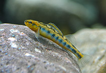 Image of Percina gymnocephala (Appalachia darter)