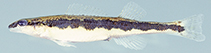 Image of Percina kusha (Bridled darter)