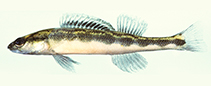 Image of Percina kusha (Bridled darter)