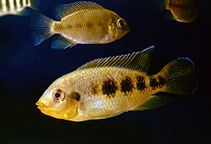 Image of Pelmatolapia mariae (Spotted tilapia)