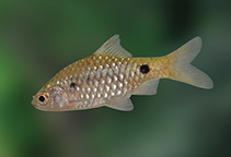 Image of Pethia melanomaculata (Fire fin barb)