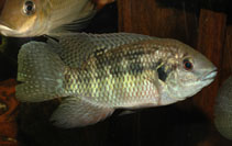 Image of Pelmatochromis nigrofasciatus 