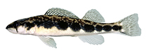 Image of Percina notogramma (Stripeback darter)