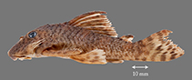 Image of Peckoltia otali 