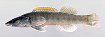 Image of Percina oxyrhynchus (Sharpnose darter)