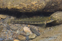 Image of Percina palmaris (Bronze darter)