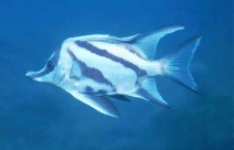 Image of Pentaceropsis recurvirostris (Longsnout boarfish)