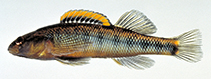 Image of Percina roanoka (Roanoke darter)