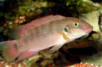 Image of Wallaceochromis rubrolabiatus 