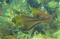 Image of Pempheris schreineri 