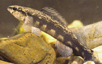 Image of Percina sciera (Dusky darter)