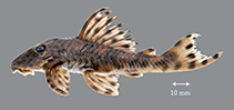 Image of Peckoltia simulata 