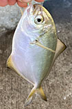 Image of Peprilus simillimus (Pacific pompano)