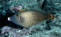 Image of Pervagor spilosoma (Fantail filefish)