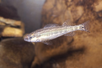 Image of Percina stictogaster (Frecklebelly darter)