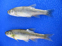 Image of Pelasgus thesproticus (Epiros minnow)