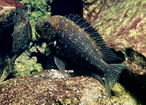 Image of Petrochromis trewavasae (Threadfin cichlid)