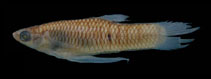 Image of Phalloceros anisophallos (Roque toothcarp)