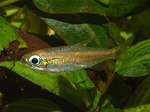 Image of Phenacogrammus aurantiacus 